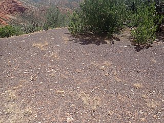 <span class="mw-page-title-main">Log Springs Formation</span> Geologic formation in New Mexico, United States