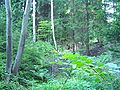 Forest in the Beskids