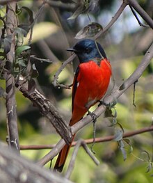 Long-tailed minivet Long-tailed Minivet - Pericrocotus ethologus - DSC04788 (cropped).jpg