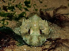 Long Spined Scorpion Fish.jpg