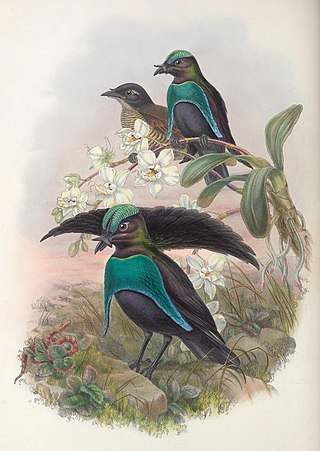 <span class="mw-page-title-main">Greater lophorina</span> Species of bird