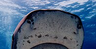 Ampullae of Lorenzini (small pores) on the snout of a tiger shark