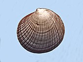 Shell of a Codakia marine bivalve Lucinidae - Codakia punctata.JPG