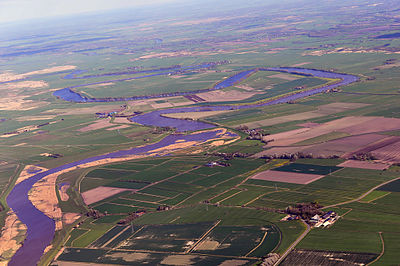 Foto van een Eider