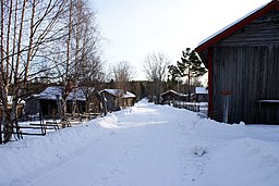 Lundbirketræet 2. jpg