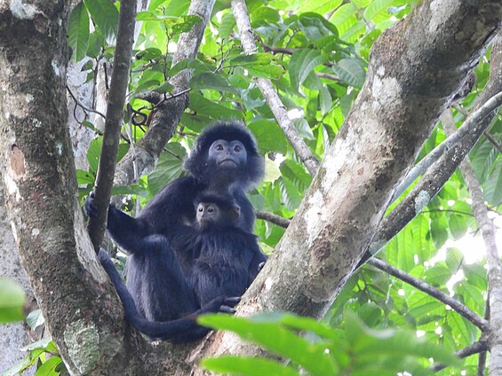 Leaf Monkeys at Ujung Kulon National Park (Full size image)