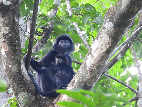 Leaf Monkeys at Ujung Kulon National Park