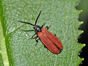 Lycidae - Pyropterus nigroruber.JPG