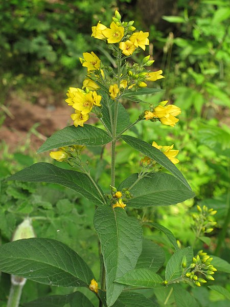 File:Lysimachia vulgaris RF.jpg