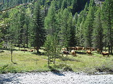 Sylvo-pastoralisme bovin dans le vallon du Laverq.