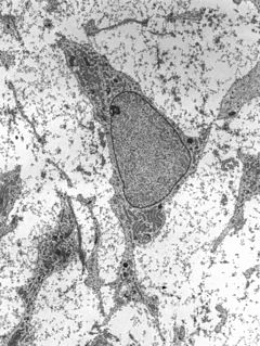 <span class="mw-page-title-main">Stem cell</span> Undifferentiated biological cells that can differentiate into specialized cells