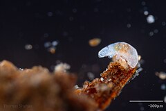 Photograph of a tardigrade, a chubby eight legged microorganism.