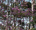 * Nomination Some parts of a magnolia soulangiana during a shiny sunday----Jebulon 22:02, 21 April 2010 (UTC) * Promotion Nice and very good. --Cayambe 12:34, 22 April 2010 (UTC)