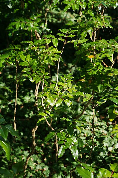 File:Mahonia aquifolium 'atropurpurea', Elfenau.jpg