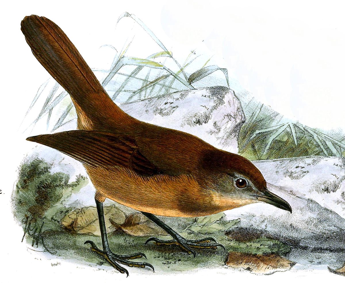 Common nightingale - Wikipedia