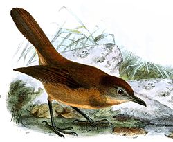 Malacocincla fulvescens Keulemans.jpg