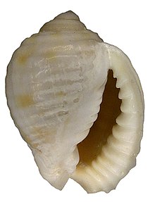 Malea pomum (Linné, 1758) (4574793541) .jpg