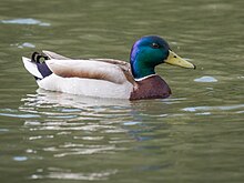 photo d'un colvert