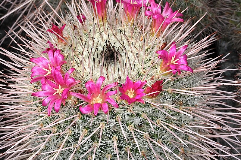 File:Mammillaria varieaculeata pm 1.JPG