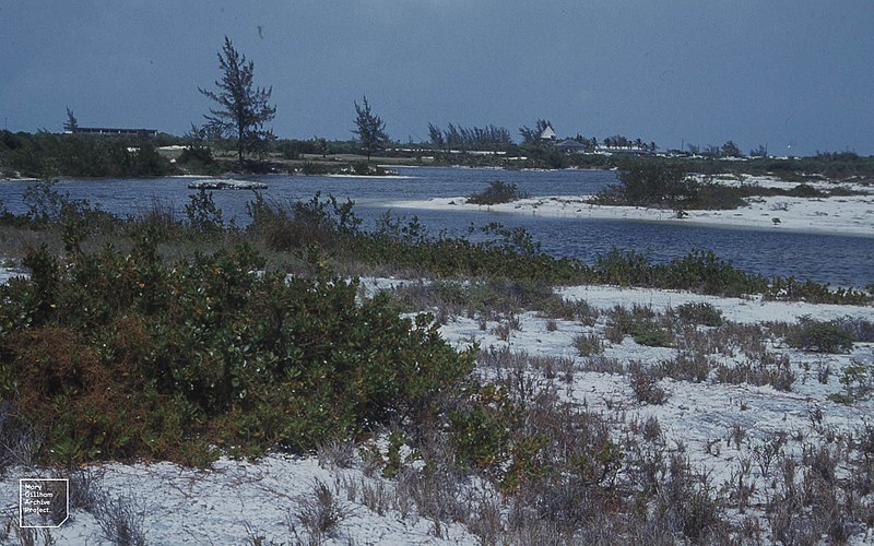 File:Mangrove rats tail grass.Great Harbour Key (37983399445).jpg