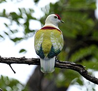 Many-colored fruit-dove Manycoloured fruitdove male bobbys.JPG