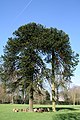 Araucaria araucana