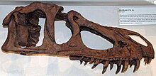 Reconstructed skull of Marshosaurus at the Carnegie Museum of Natural History, based on referred material Marshosaurus bicentesimus.jpg