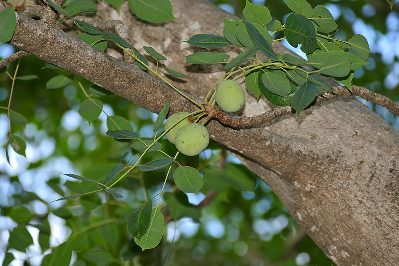 File:Marula (Sclerocarya birrea) fruits and leaves (16322635538).jpg