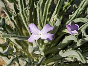 Matthiola sinuata