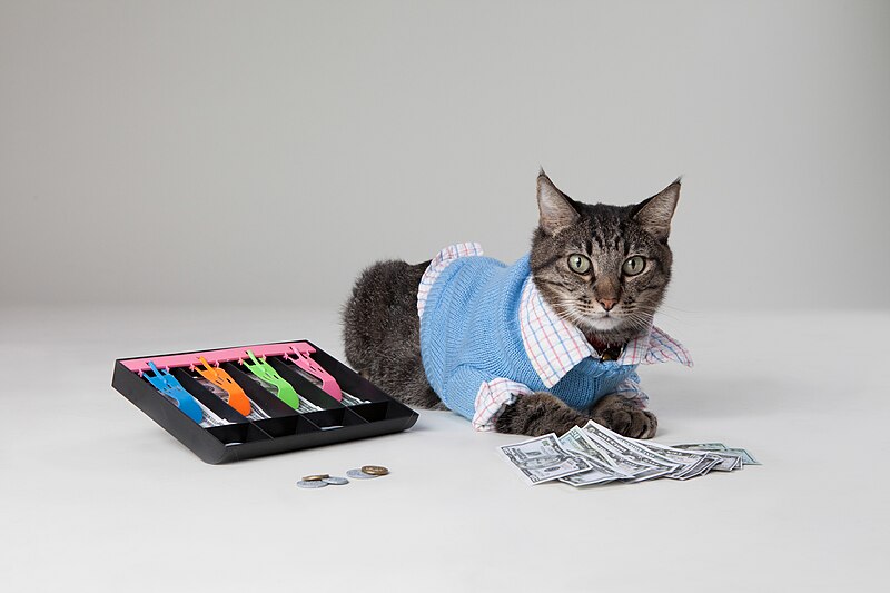 File:Max the Accountant Cat (8055190879).jpg