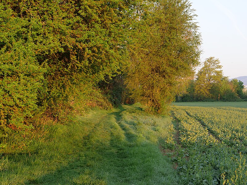 File:Meadow near Frankfurter Berg 33.jpg