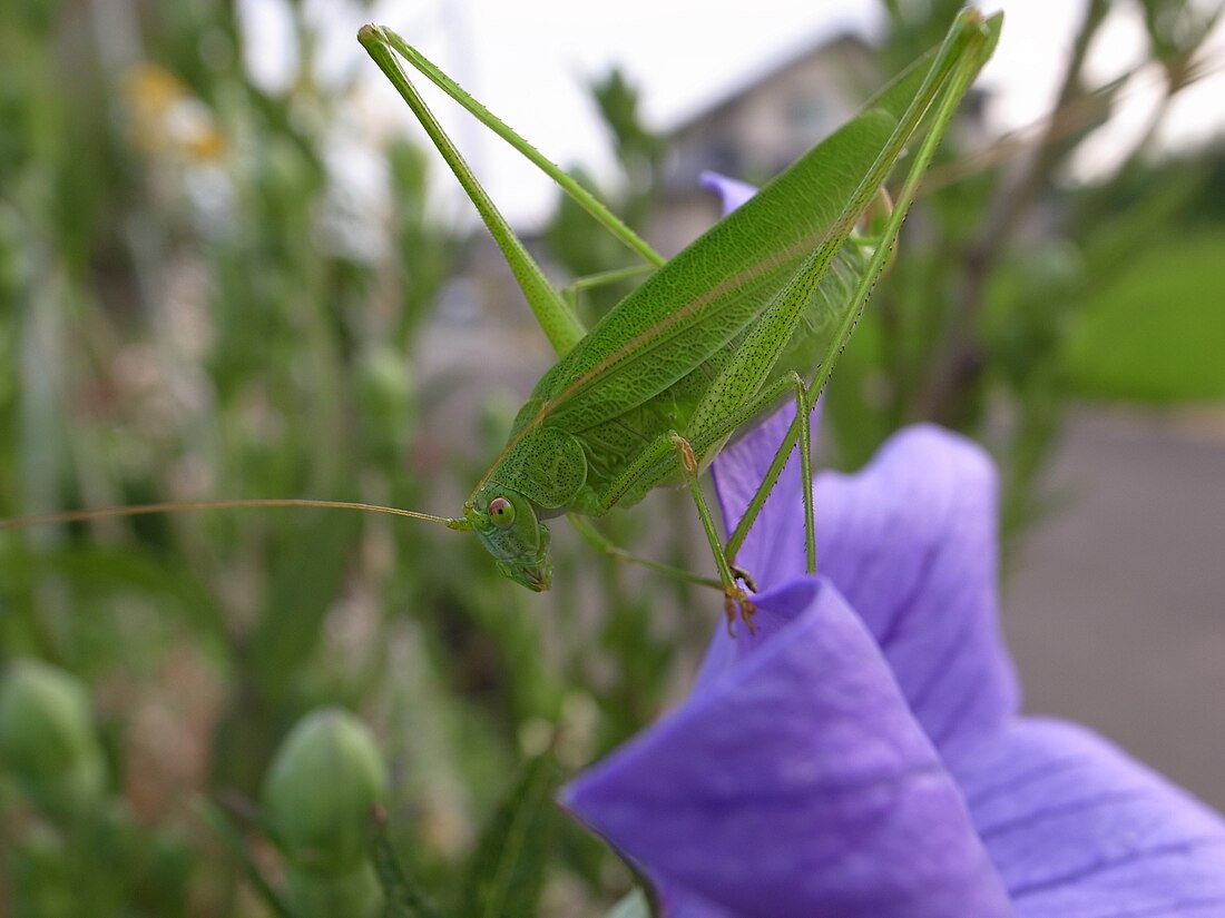 Mecopodinae