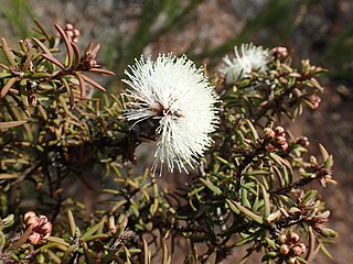 <i>Melaleuca torquata</i> Species of shrub
