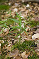 Français : Melampyrum pratense Forêt d'Eu (Seine-Maritime), France