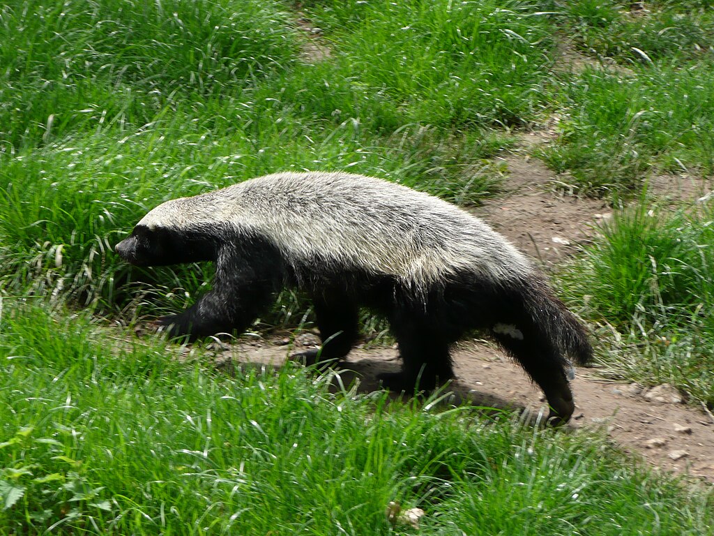 Mellivora capensis in Howletts Wild Animal Park.jpg