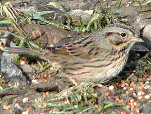 Линкольн овсянка (Melospiza lincolnii)