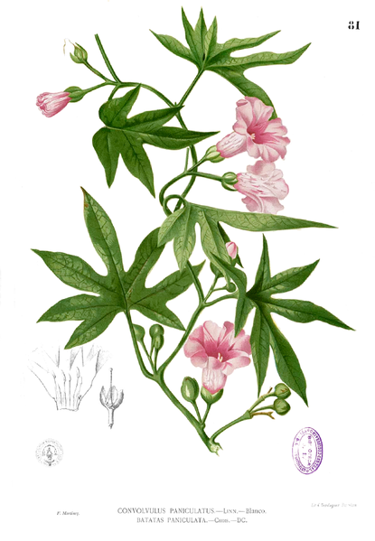 File:Merremia tuberosa Blanco1.81.png