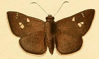 <i>Mesodina halyzia</i> Species of butterfly