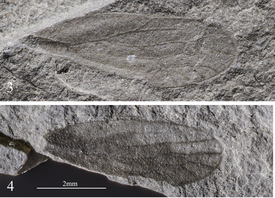 Ископаемые отпечатки крыльев Mesojassus ipsviciensis