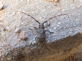 <i>Mesosa curculionoides</i> species of beetle