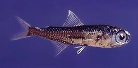 Pistevalokala (Myctophum punctatum)