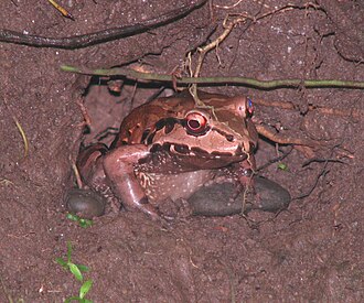 Leptodactylus fragilis in Manuel Antonio National Park, Costa Rica Mexican White-lipped Frog.jpg