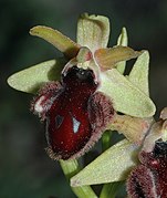 Ophrys promontorii