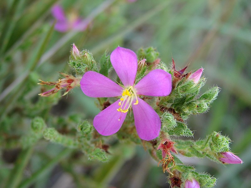 File:Microlicia insignis.jpg