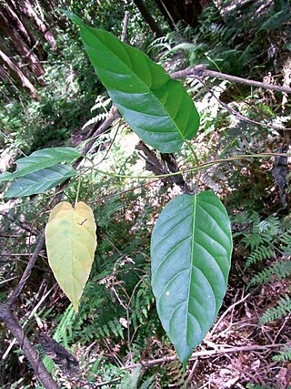 <i>Leichhardtia rostrata</i> Species of plant