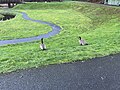 * Nomination: Branta canadensis at the Mill Creek Canyon Earthworks, a public park in Kent, Washington. --Roc0ast3r 17:34, 24 February 2024 (UTC) * * Review needed