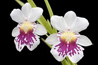 Miltoniopsis