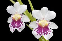 Miltoniopsis phalaenopsis 'Алтын қақпа' .jpg