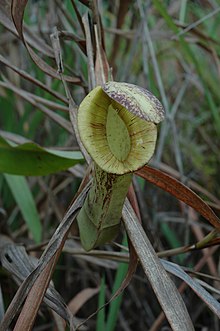 An upper pitcher of N. mirabilis var. echinostoma Miri roadside N. mirabilis var. echinostoma 6.jpg