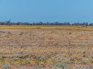 Митчелл шөбі жаңбырдан кейін Boulia Shire Queensland P1070007.jpg